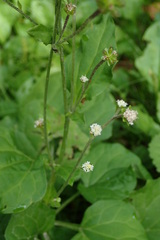 Adenocaulon himalaicum