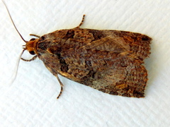Cryptoptila australana