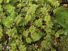 Acaena anserinifolia