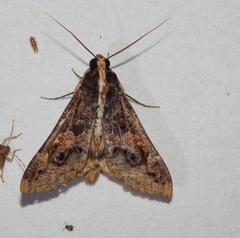 Sphingomorpha chlorea