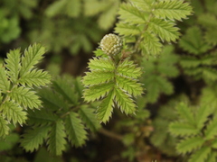 Acaena anserinifolia