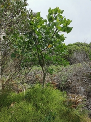 Erythrina lysistemon