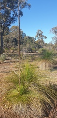 Xanthorrhoea preissii