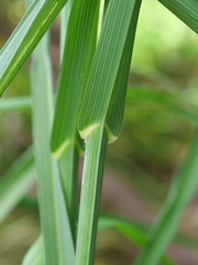 Bromus catharticus catharticus