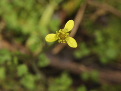 Ranunculus reflexus