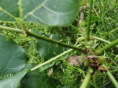 Erythrina lysistemon