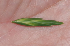 Bromus catharticus catharticus