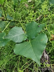Erythrina lysistemon