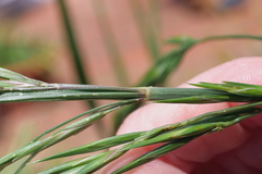 Bromus catharticus catharticus