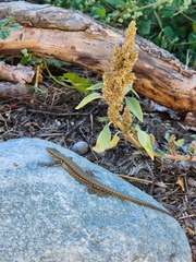 Amaranthus deflexus
