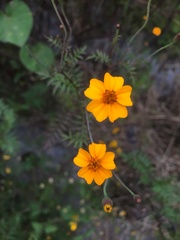 Tagetes tenuifolia