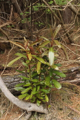 Myrsine salicina
