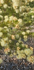 Melaleuca armillaris