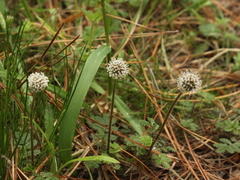 Acaena anserinifolia