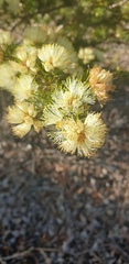 Melaleuca armillaris