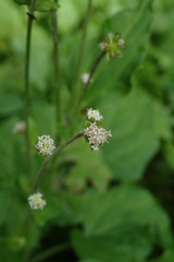 Adenocaulon himalaicum