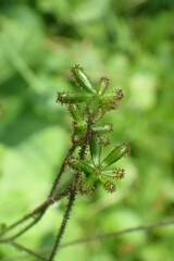 Adenocaulon himalaicum