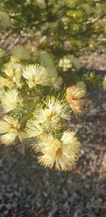 Melaleuca armillaris