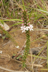 Epacris pulchella