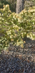 Melaleuca armillaris