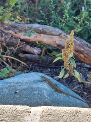 Amaranthus deflexus