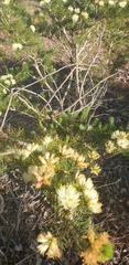 Melaleuca armillaris
