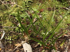 Pterostylis graminea