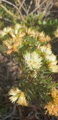 Melaleuca armillaris