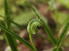 Pterostylis graminea