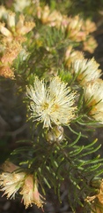 Melaleuca armillaris