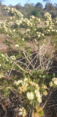 Melaleuca armillaris