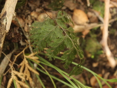 Hymenophyllum scabrum