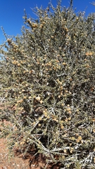 Boscia foetida foetida