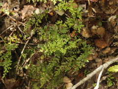 Lindsaea trichomanoides