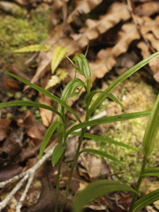 Pterostylis graminea