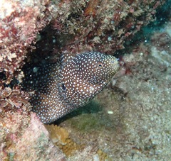 Gymnothorax meleagris
