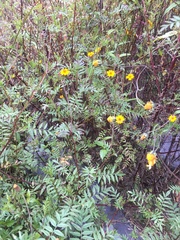 Tagetes tenuifolia