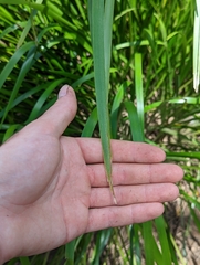 Lomandra hystrix
