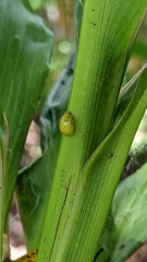 Calomela pallida