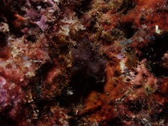 Entoprocta