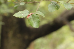 Nothofagus truncata