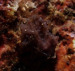Entoprocta