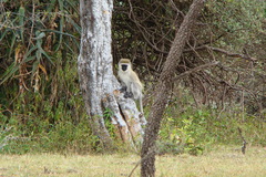 Chlorocebus pygerythrus hilgerti