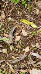 Oligosoma kokowai