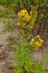 Solidago decurrens