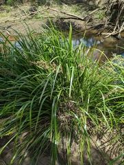Lomandra hystrix