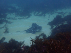 Bathytoshia brevicaudata