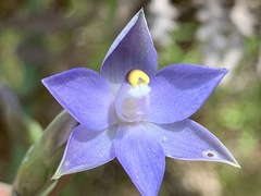 Thelymitra arenaria