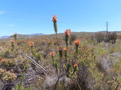 Mimetes capitulatus