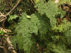 Hymenophyllum scabrum